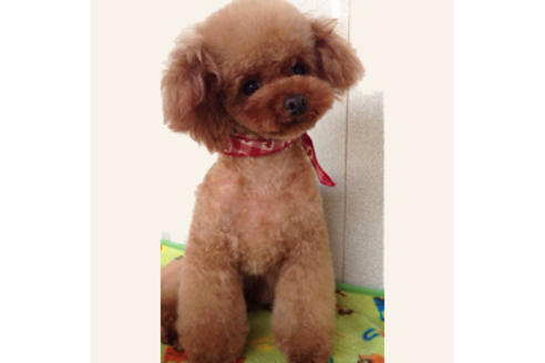 販売中のティーカッププードルの親犬